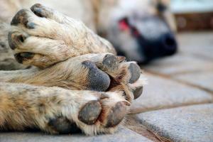 Denuncian bolsas con pollo envenenado en El Santuario; cinco mascotas murieron días antes en la zona rural