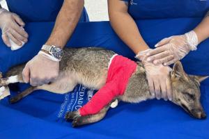 Atropellamiento de zorro perro en vía pública 