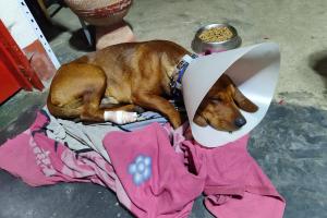 Maltrato animal: Perrito sobrevive con una varilla atravesada en la pata y enfrenta una infección en La Unión
