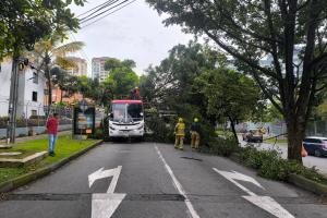 Árbol caído cerca del hospital Pablo Tobón 