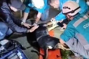 Murió “nana” la perrita arrollada: paramédico narró los últimos momentos del animal en Medellín