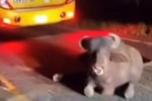 Accidente con bus intermunicipal deja dos búfalos muertos y uno herido en la vía Mutatá-Chigorodó