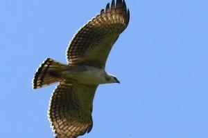 Avistamiento histórico de cuatro águilas crestadas en Medellín