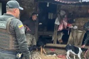 Rescatan 20 perros presuntamente agresivos que afectaban el ganado en una zona rural de Sonsón; hay un capturado con armas en una finca 
