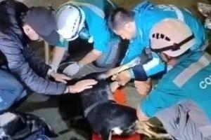 Le salvaron la vida a una perita en Medellín 