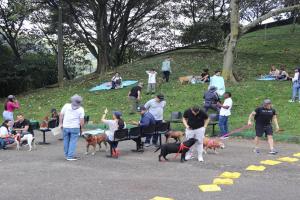 Los 33 perros más longevos del Centro de Bienestar Animal hicieron parte de una “Un paseo lleno de amor"