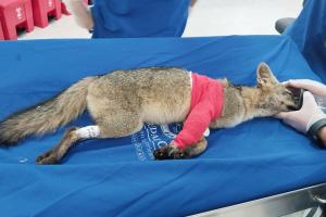 Cirugía del zorro perro en Medellín 