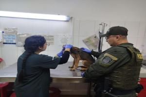 Autoridades de Medellín atendieron nuevo caso de maltrato animal
