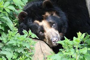 Oso Andino - Antioquia - 2025