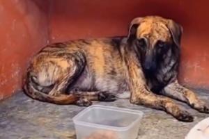 Perro maltratado - Antioquia -2025