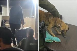 Entrega maltratador de animales