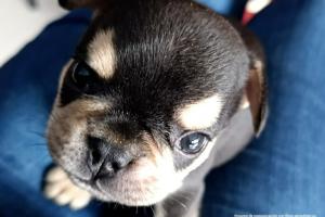 Ocho meses de cárcel para hombre que golpeó y mató a Odín, cachorrito de dos meses, en Itagüí 