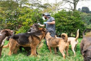 80 perros y gatos harán parte de la última adoptatón del año en Medellín