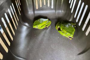 Vendían veneno de ranas torturadas para rituales ilegales en Medellín, Bogotá y Cali