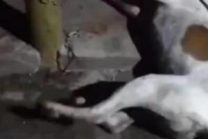 Autoridades investigan muerte de perros en Antioquia