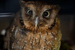 Animales afectados - Pólvora - 2025