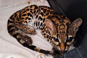 Felino - Rescatado Antioquia - 2025 