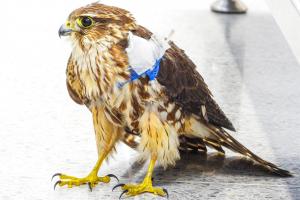 Más de 40 animales silvestres sufrieron graves afectaciones por pólvora en 2024: El AMVA refuerza su campaña Antipólvora este año