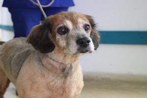 Animales afectados por pólvora en Medellín