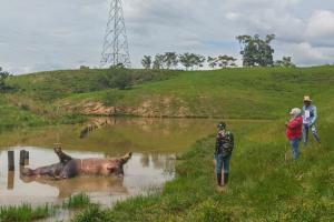 Hipopótamo - Antioquia - 2026