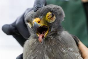 El 65% de los animales ingresados falleció, mientras que el 35% restante permanece bajo pronóstico reservado.