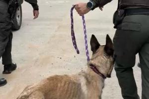 Los animales presentaban signos de desnutrición y maltrato. El caso será remitido a Control Interno de la Policía Nacional.