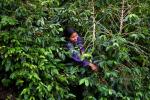 Una mujer cosecha café 