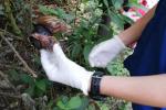 Las especies impactan negativamente el ecosistema.  