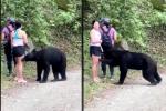 Oso ataca a turista