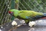 Diez animales silvestres, víctimas de la tenencia ilegal, fueron trasladados de Antioquia al Meta 