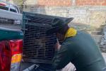 Rescatan a cuatro perros que se encontraban en malas condiciones en Medellín