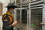 Rescate de animales en La Minorista de Medellín