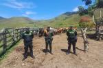 Recuperación de ganado en Antioquia