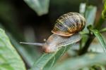 Caracoles invasores recolectados en el Valle de Aburrá