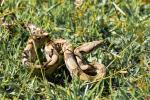 Fauna silvestre rescatada en Antioquia