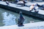 Cuidado de las palomas en Envigado