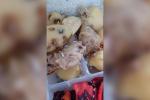 Por comida en descomposición, agua con gusanos y almuerzos servidos en la noche, reclusos de El Pedregal se declaran en huelga de hambre