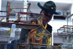Aves incautadas en Medellín