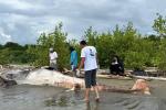 Ballena muerta - Turbo Antioquia - Agos25
