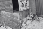 Perro callejero muerto por disparo de un presunto escolta.