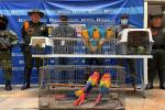 Rescatadas nueve aves silvestres en Copacabana