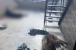 Perros en mal estado encontrados por autoridades de Medellín