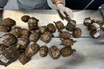 Tráfico ilegal de tortugas morrocoy en el Valle de Aburrá