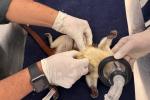 61 titíes llegaron al Área Metropolitana: desnutridos, mutilados y huérfanos 