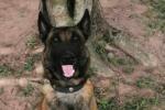 Perros asesinados en Amalfi, Antioquia 