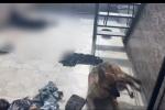 Al sol y al agua dejaron abandonados dos perros en una terraza en Medellín: Uno de los animales murió