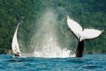 Avistamiento de ballenas