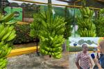 “Sufrí bastante cuando mataron a mi mamá y hermanos”, productora de plátano en Urabá cuenta su historia.   