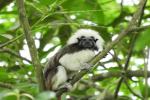 Fundación Unibán trabajan para la protección de 21 especies priorizadas de flora y de fauna en el Urabá antioqueño