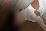 Perro fue asesinado a tiros en El Peñol; comunidad exige justicia